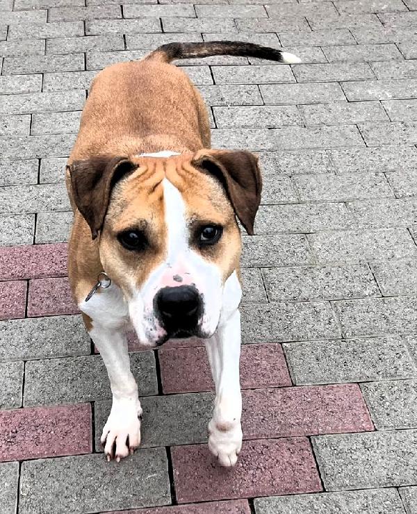 GOLD AMSTAFF Foto 6